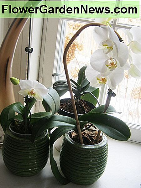 Diese Mottenorchidee befindet sich seit einigen Jahren in einem nach Nordosten ausgerichteten Fenster. Theses moth orchid have been in a north east facing window for several years.