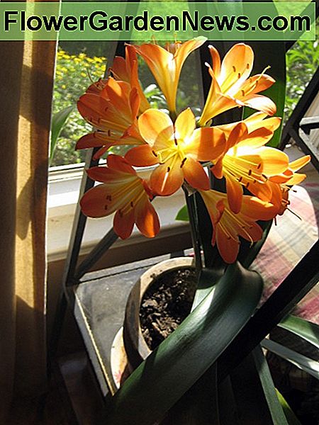 Clivea bevorzugt ein nach Nordosten ausgerichtetes Fenster mit etwas Schatten im Sommer Clivea prefers a northeast facing window with a bit of shade in summer