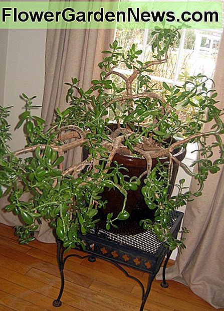 Diese alte Jadepflanze ist so kopflastig, dass sie in einem großen, schweren Container leben muss. This old Jade plant is so top heavy it needs to live in a large, heavy container.