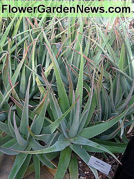 Aloe Aloe