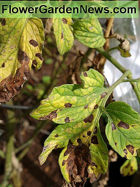 Septoria-BlattfÀule sieht wie graue oder braune Flecken aus, die von gelben Bereichen umgeben sind. Septoria leaf rot looks like gray or brown spots surrounded by areas of yellow.