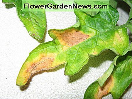 Dies ist wahrscheinlich die erste Stufe von Verticillium welt. Der Boden ist mit einem Pilz infiziert. Die Pflanze kann nicht gerettet werden und der Boden sollte behandelt werden. This is probably the first stage of Verticillium wilt. The soil is infected with a fungus. The plant can't be saved and the soil should be treated.