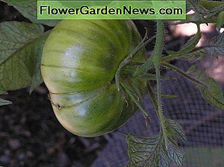 Diese gelben Streifen auf einer Tomate zeigen einen niedrigen Stickstoffgehalt im Boden an. These yellow streaks on a tomato indicate low nitrogen in the soil.
