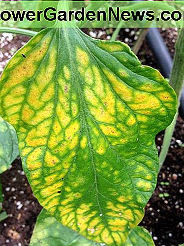 Eine Probe eines Blattes, das von Magnesiummangel betroffen ist. Die Adern sind noch grĂŒn, wĂ€hrend der Rest des Blattes gelb wird. A sample of a leaf affected by a deficit in Magnesium. The veins are still green while the rest of the leaf turns yellow.