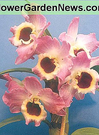 Dendrobium Orchideen Dendrobium Orchids