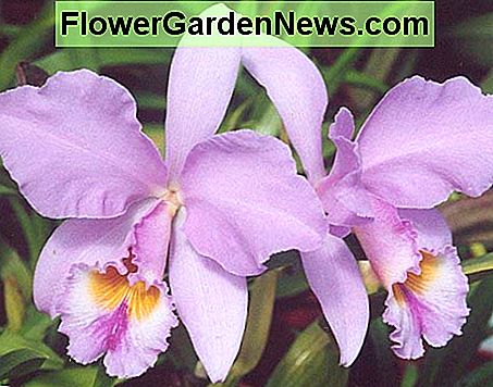 Cattleya Orchidee Cattleya Orchid
