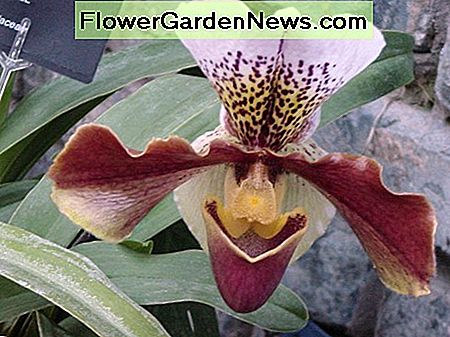 Frauenschuh Orchidee Lady's Slipper Orchid