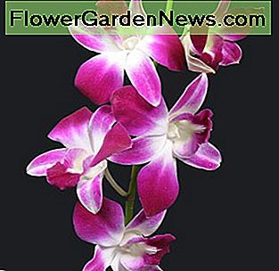 Lila Dendrobium Purple Dendrobium