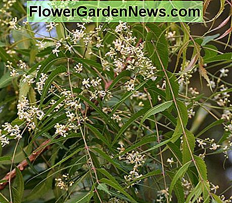 Neem Blumen Neem Flowers