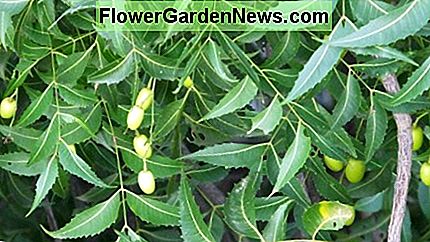 Neem-Frucht Neem Fruit