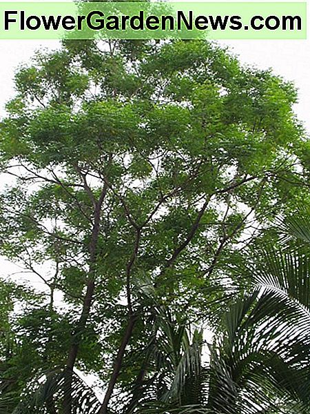 Neem Baum Neem Tree