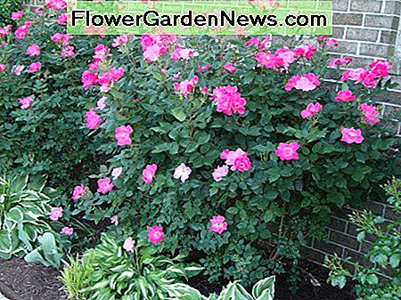 Große, pinkfarbene Knockout Rosen füllen effektiv einen Raum auf einer Seite des Hauses. Large, pink Knockout roses effectively fill a space on one side of the house.
