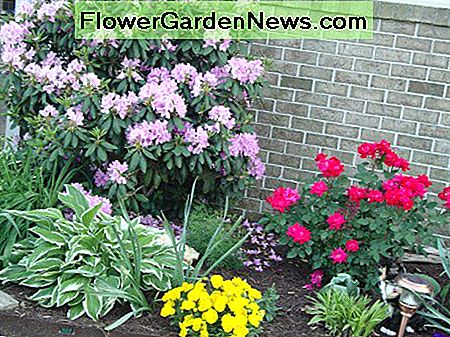 Ein reifer Rhododendron-Strauch verleiht diesem Raum Tiefe und neue Farbe. A mature Rhododendron shrub adds depth and new color to this space.