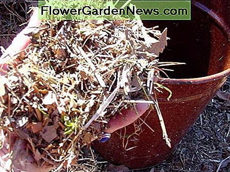 Kompost - zerfetzte Blätter Compost - shredded leaves