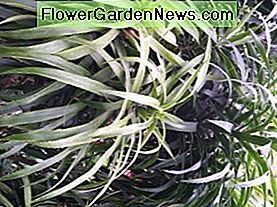 Longifolia Crown Longifolia Crown