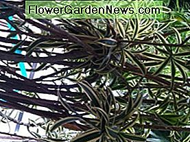 Dracaena Pleo Reflexa Song ของอินเดีย Dracaena Pleo Reflexa Song of India