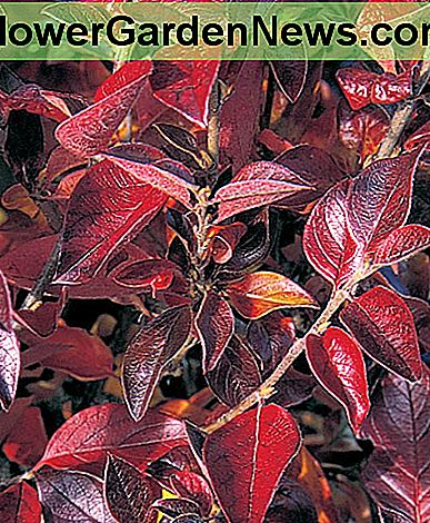 Herfstkleuren Fall Colors