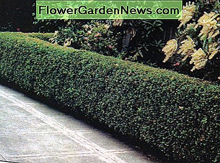 Peking Cotoneaster Peking Cotoneaster