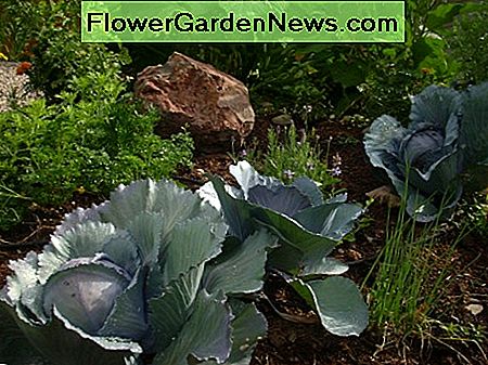 Rotkohl ist der Star dieses Blumenbeets. Red cabbage is the star of this flower bed.