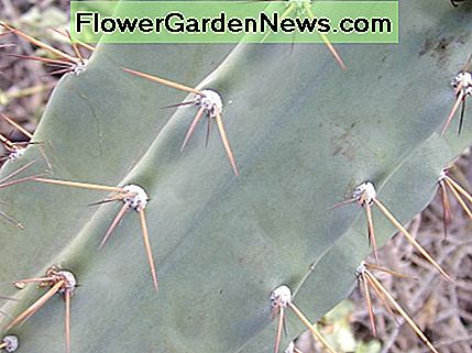 Stiel mit Rippen und Wachsschicht auf einem jungen Kaktus stem showing ribbing and waxy coating on a young cactus