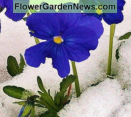 Viele Stiefmütterchen sind kalthart. Many varieties of pansy are cold hardy.