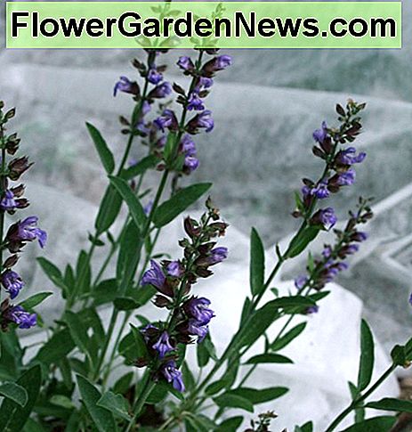 Sage in der Blüte vor einem Hintergrund von Reemay über Frühlingsgemüse in unserem angehobenen Gartenbett. Sage in bloom against a background of Reemay over spring vegetables in our raised garden bed.