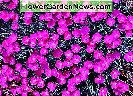 Dianthus kann als eine schöne blühende Bodendecker dienen, aber nicht in eine Frosttasche pflanzen, wenn Sie schöne Blüten wollen! Dianthus can serve as a beautiful flowering ground cover, but don't plant it in a frost pocket if you want pretty blooms!