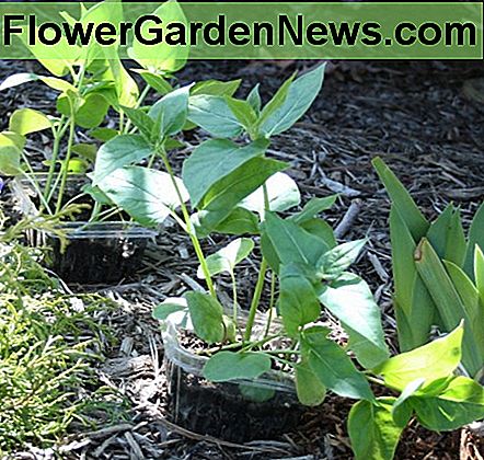Um sie vor dem Umpflanzen abzuhärten, werden Setzlinge wie diese vier Uhr draußen an einem warmen, schattigen Ort aufgestellt. To harden them off before transplanting, seedlings like these four o'clocks are set outside in a warm, shady spot.