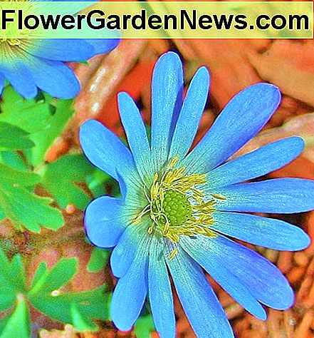 Frühlingszwiebeln wie Narzissen, Tulpen und Anemonen (im Bild), die im Herbst gepflanzt werden, sind im Allgemeinen kältebeständige Pflanzen, die keinen Frostschutz benötigen. In general, spring bulbs like daffodils, tulips and anemones (pictured) which are planted in autumn, are cold-hardy plants that don't require frost protection.