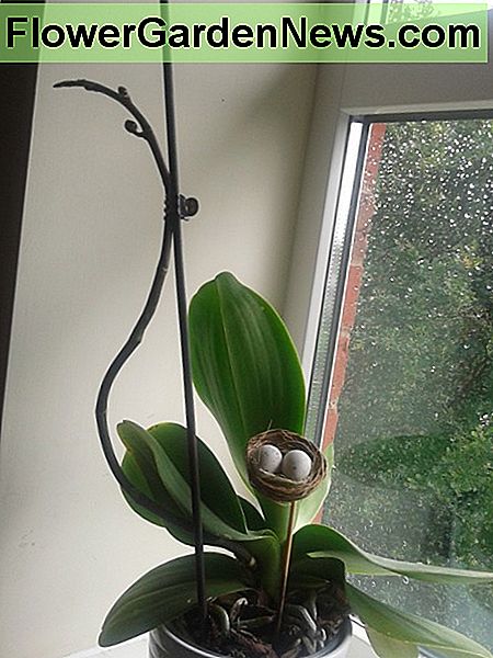 M贸j najnowszy storczyk My newest orchid