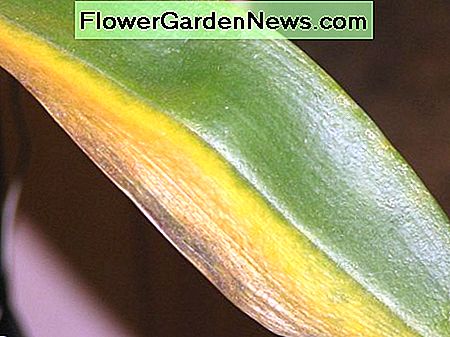 Koniec cyklu 偶ycia: martwy li艣膰 - to naturalne. The end of a lifecycle: a dead leaf鈥攊ts natural.