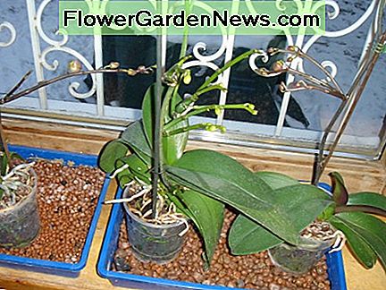 艁atwy spos贸b na zapewnienie wystarczaj膮cej wilgotno艣ci An easy way to provide enough humidity