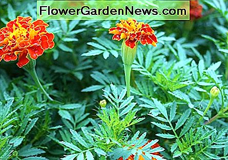 Ringelblumen im Garten reduzieren die Prävalenz von Wurzel- und Wurzelläsionsnematoden (mikroskopisch kleine Würmer) im Boden. Marigolds in the garden reduce the prevalence of root-knot and root-lesion nematodes (microscopic worms) in the soil.