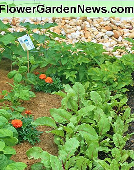 Anekdotische Beweise haben lange die Vorteile von Ringelblumen neben Gemüse vorgeschlagen. Anecdotal evidence has long suggested the benefits of growing marigolds alongside vegetables.