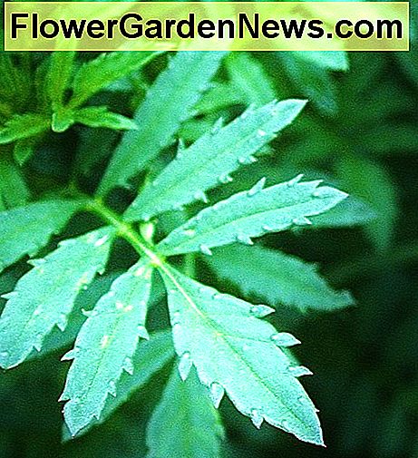 Wie Ringelblumenwurzeln stellen Ringelblumeblätter natürliche Giftstoffe her; Mit anderen Worten, Ringelblumen produzieren ihr eigenes Pestizid. Like French marigold roots, marigold leaves manufacture natural toxins; in other words, marigolds produce their own pesticide.