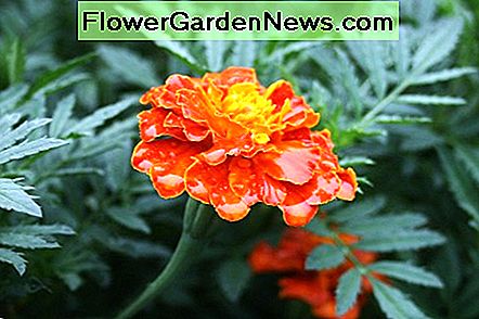 Wir züchten eine Mischung aus französischen Ringelblumen für eine Vielzahl von Blüten in verschiedenen Kombinationen von Orange, Rot und Gelb. We grow a mix of French marigolds for a variety of blooms in various combinations of orange, red and yellow.