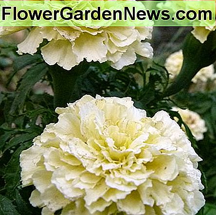 Ringelblumen werden von Gärtnern weltweit geliebt. Im Bild: eine weiße Ringelblume, die in Indien wächst. Marigolds are loved by gardeners world wide. Pictured: a white marigold growing in India.