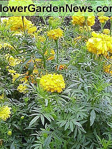 Anders als französische Ringelblumen produzieren afrikanische Ringelblumen keine roten Blüten. Unlike French marigolds, African marigolds don't produce flowers with red on them.