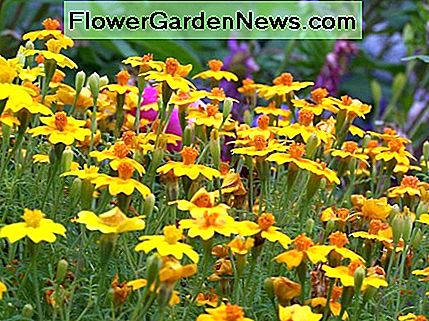 Siegelringelblumen sind essbar; jedoch sind nicht alle französischen Ringelblumen. Signet marigolds are edible; however, not all French marigolds are.