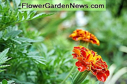 Französische Ringelblumen wachsen etwa einen Fuß hoch, kleiner als afrikanische Ringelblumen und größer als Steingarten Ringelblumen. French marigolds grow about a foot tall, smaller than African marigolds & larger than rock-garden marigolds.
