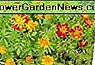 French Marigold Blumensamen - 1.000 Blumensamen in jedem Paket