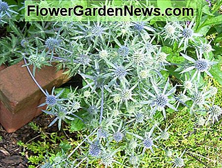 Sea Holly oder Eryngium Sea Holly or Eryngium