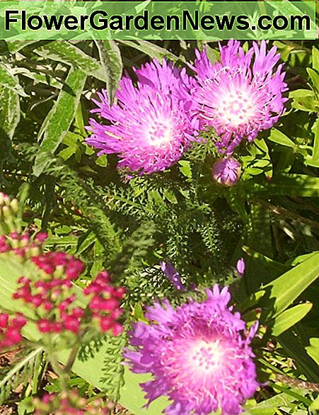 Nadelkissen Blume oder Scabiosa (Foto von Dolores Monet) Pin cushion flower or scabiosa (photo by Dolores Monet)