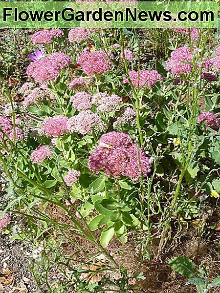 Sedum - Herbstfreude Sedum - Autumn Joy
