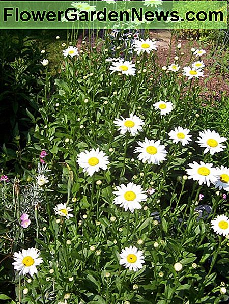 Shasta Gänseblümchen Shasta Daisy