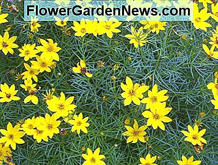 Tickseed oder Coreopsis Tickseed or Coreopsis