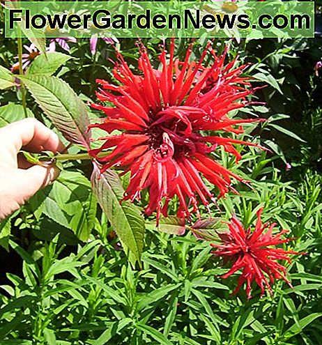 Bienenbalsam oder Mondarda Bee Balm or Mondarda