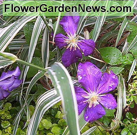 Clematis, Jackmanii Clematis, Jackmanii