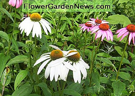 Coneflowers - weiß und lila (Foto von Dolores Monet) Coneflowers - white and purple (photo by Dolores Monet)