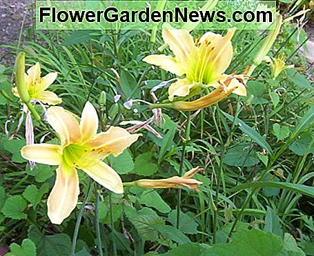 Gelbe Taglilie (Foto von Dolores Monet) Yellow Daylily (photo by Dolores Monet)